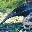 MÁS DE 900 ANIMALES FUERON LIBERADOS EN SANTA FE Y ALERTAN POR EL TRÁFICO ILEGAL DE FAUNA