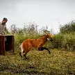 UN AGUARÁ GUAZÚ VOLVIÓ A LA NATURALEZA TRAS SER REHABILITADO EN SANTA FE