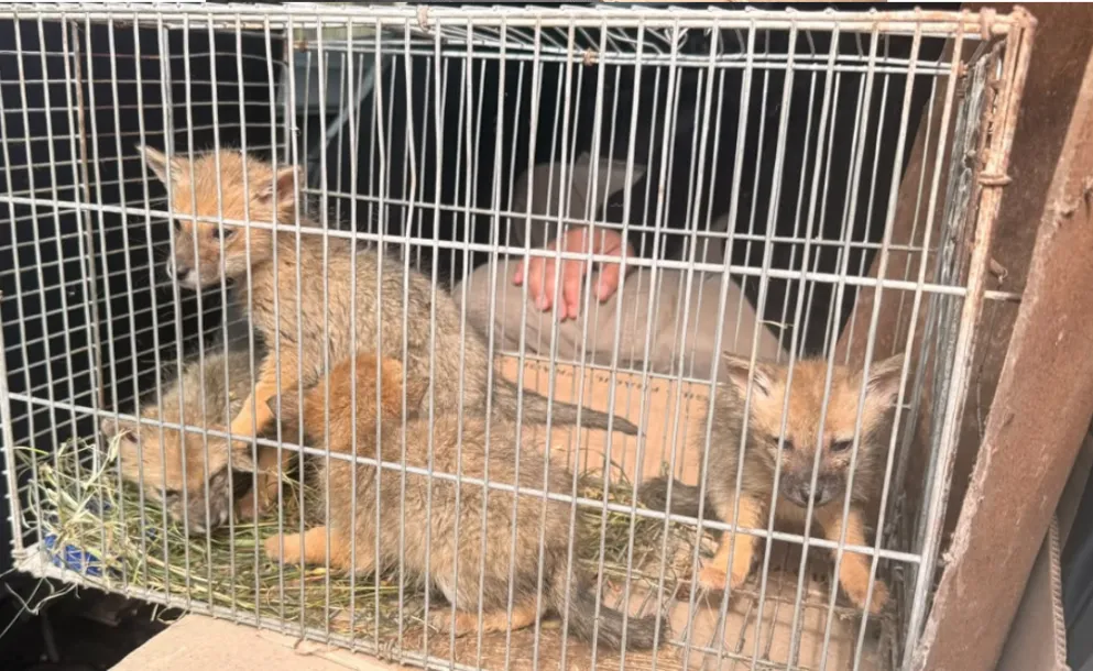 UN VECINO HALLÓ A CUATRO ZORRITOS EN ESTANCIA SANTA ROSA Y ACTIVÓ EL PROTOCOLO DE RESCATE