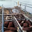 RETIRAN MÁS DEL 70 POR CIENTO DEL GANADO DE LAS ISLAS SANTAFESINAS ANTE LA CRECIDA DEL PARANÁ