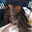 MURIÓ UN GAVILÁN JOVEN QUE HABÍA SIDO HERIDO CON UNA GOMERA EN TIERRA DE SUEÑOS 1