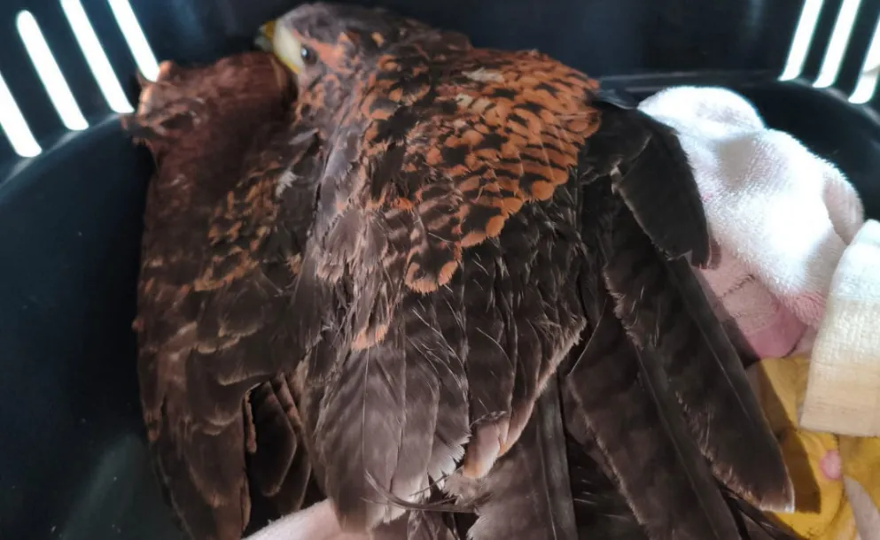 MURIÓ UN GAVILÁN JOVEN QUE HABÍA SIDO HERIDO CON UNA GOMERA EN TIERRA DE SUEÑOS 1
